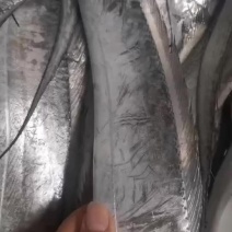 刀鱼