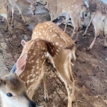 梅花鹿养殖前景怎么样？梅花鹿价格？