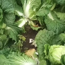 黄心大白菜