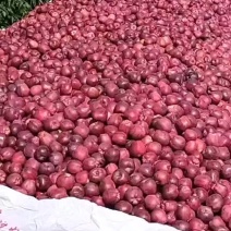 天水花牛苹果产地代收代发