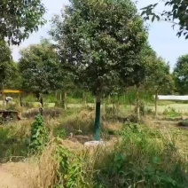 清地处理15公分大叶女贞盐城东台，柴火价