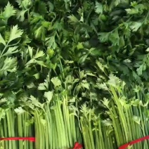 精品小棵西芹保证品质欢迎来电