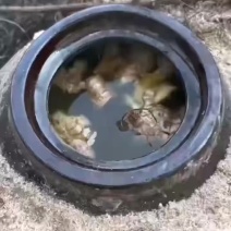 河源客家老姜艾根黑豆火灸黄酒香味浓