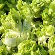 【产地直供】儿菜，多子菜，对接电商平台，各大市场
