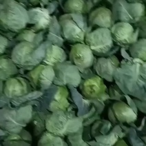 陕西泾阳县甘蓝已大量上市，质量好，价钱便宜