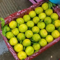 湖北省丹江口市早熟蜜橘大量上市专业蜜橘