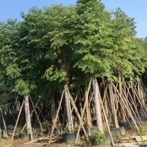 栾树