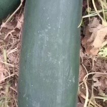 大田黑冬瓜