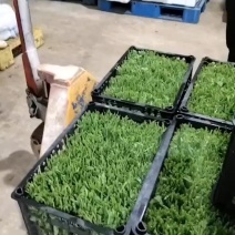 基地豌豆尖大量出货