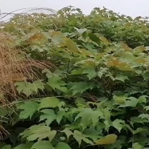 千年桐树苗批发采购，买油桐树苗，就找重庆俊尧