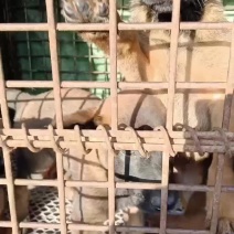 出售四十天六只马犬