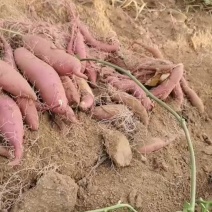 玛莎莉红薯，纯沙土地