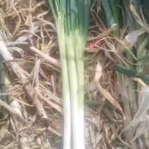 精晶长白大葱