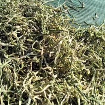 水果萝卜干萝卜丝，新品上市