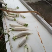 莘县白萝卜大量上市，电商货市场货加工厂货供应欢迎下单咨询