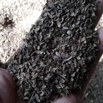 防风药材籽