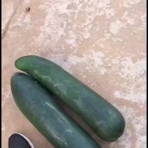 黑冬瓜