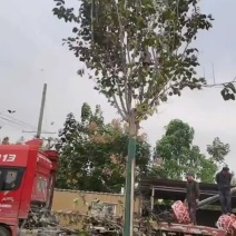 巨紫荆货源充足量大从优品质保证欢迎咨询