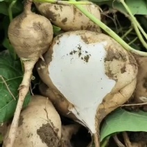 豆薯凉薯地瓜一手货源没有中间商赚差价，欢迎订购