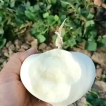豆薯凉薯地瓜看货论价保质保量欢迎订购支持发货