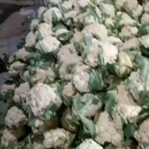 山东有机花菜大量上市中货源充足保质保量产地直发一手货源