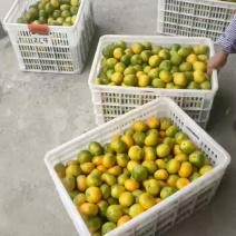 湖南蜜桔东江湖蜜桔大量上市颜色好口感好量大优惠