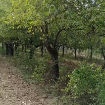 枣树