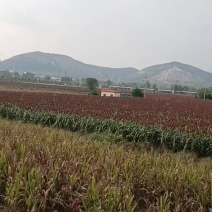 卖高梁