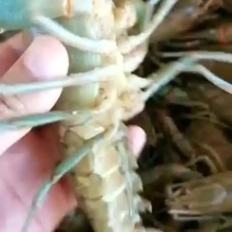 澳洲淡水龙虾