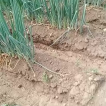 铁杆葱