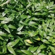 云南原生态竹根七，竹节洋参，引种苗，根块生长多年。