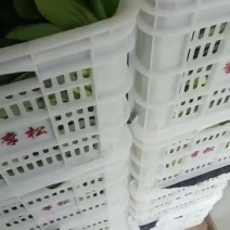 精品油菜便宜大甩卖
