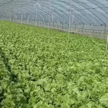 生菜