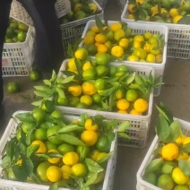 蜜橘国庆等品种大量上市，需要联系，货真价实