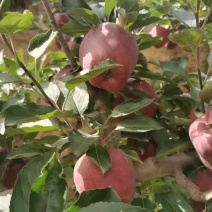 高山花牛