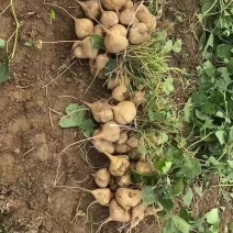 新鲜的凉薯口感非常棒