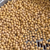 黄豆