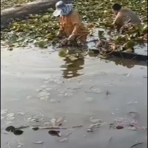 裸根睡莲基地直发