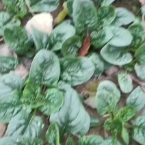 小菠菜趴地菠菜越冬菠菜代收代发代加工全国发货
