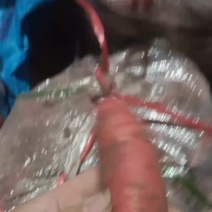 西瓜红密薯