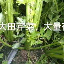精品芹菜