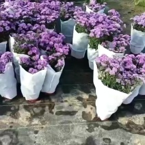 丹麦翠菊