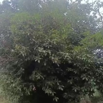 桂花树