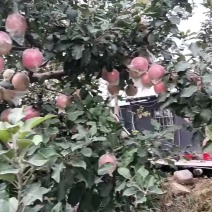 红富士苹果