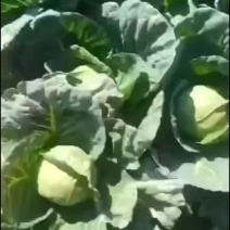 精品甘蓝，无虫眼，无裂口，现场出货