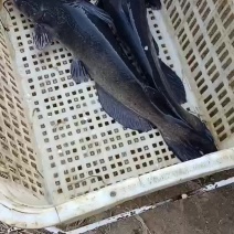 现货供应5-12斤叉尾鮰鱼，品相上乘