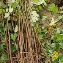 千年桐造林苗基地批发，买油桐树苗，就找重庆俊尧