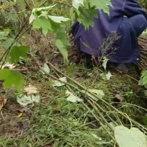 千年桐树苗常年大量批发供应，买油桐树苗，就找重庆俊尧