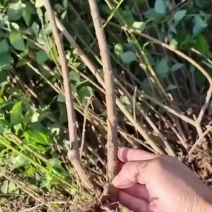 连翘苗
