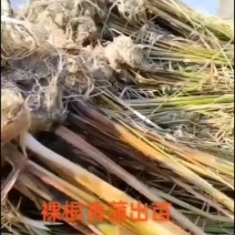 裸根香蒲